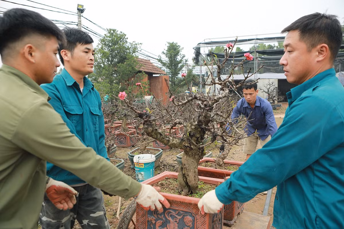 “Thời gian đó chú Hàm không nghĩ tôi có thể cho đào thất thốn ra hoa đúng dịp Tết Nguyên đán, bởi tôi chỉ nghe người ta nói chứ không được ai truyền bí quyết. Sau đó 3 năm, tôi mới thành công”, anh Vụ nói.