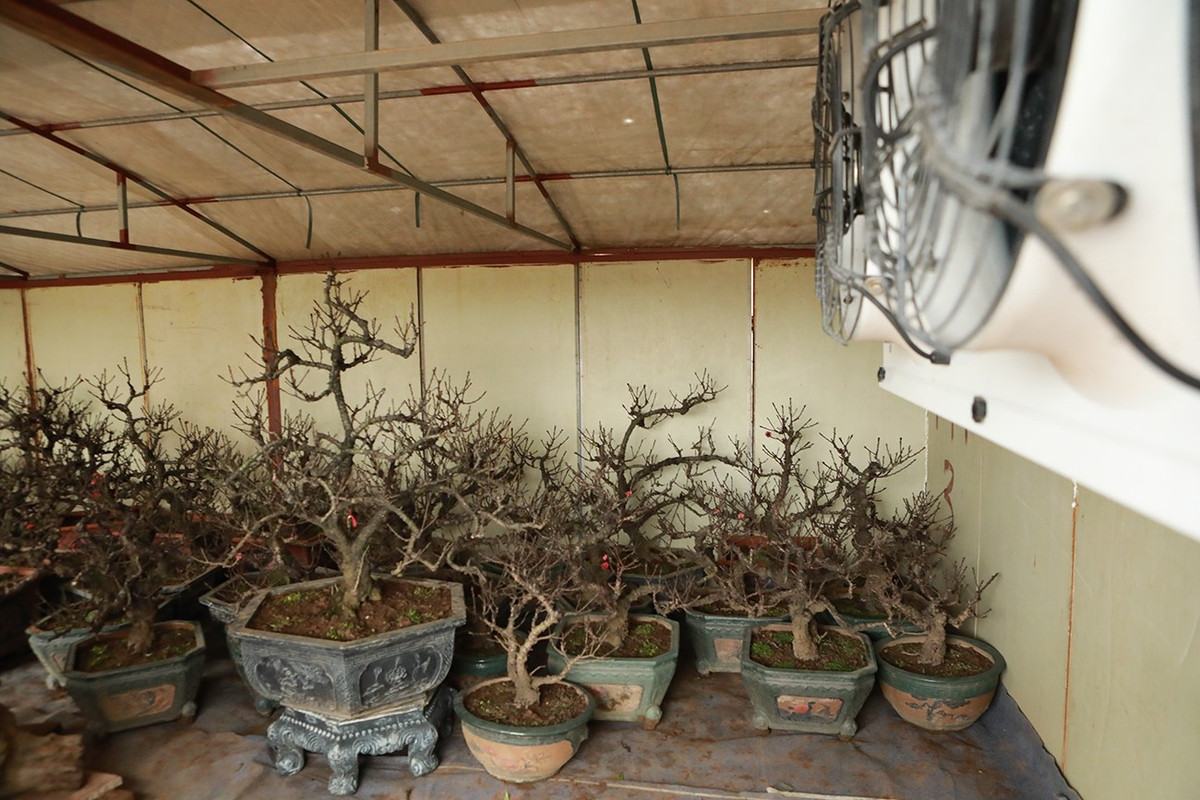 Đào thất thốn của nhà vườn thường không bán mà chủ yếu cho khách thuê về chơi Tết với giá chỉ bằng một nửa giá mua.