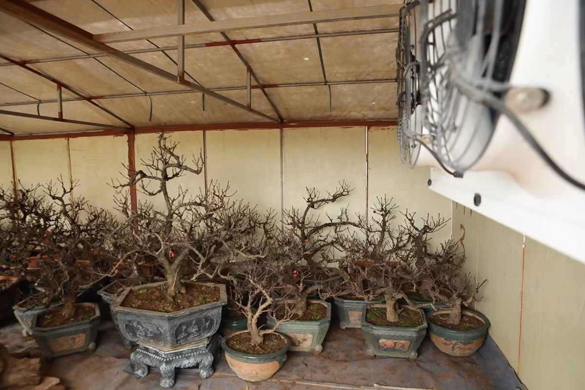 Đào thất thốn của nhà vườn thường không bán mà chủ yếu cho khách thuê về chơi Tết với giá chỉ bằng một nửa giá mua.