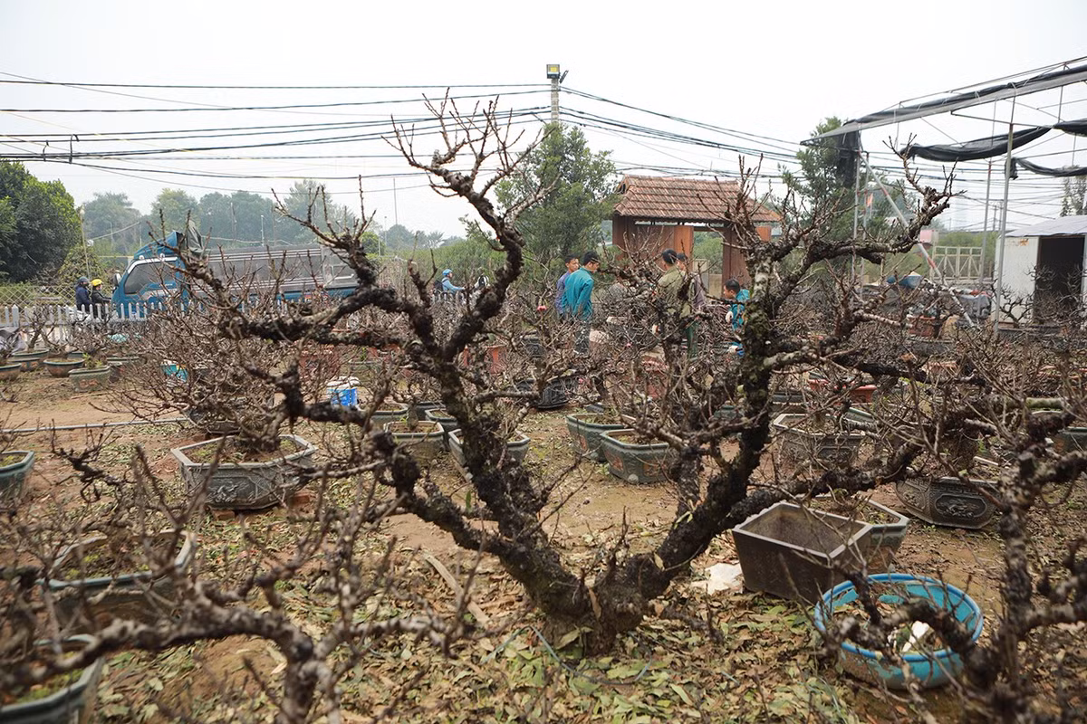 “Mỗi nhà có cách làm khác nhau, đào thất thốn nhà chú Hàm trồng trên chậu còn nhà tôi trồng dưới đất. Hai cách làm hoàn toàn khác nhau về quy trình. Tuy nhiên, kết quả lại giống nhau là đều ra hoa đúng dịp Tết. Tôi trồng dưới đất từ đầu năm đến tháng 7 Âm lịch mới đảo lên chậu”, anh Vụ chia sẻ.
