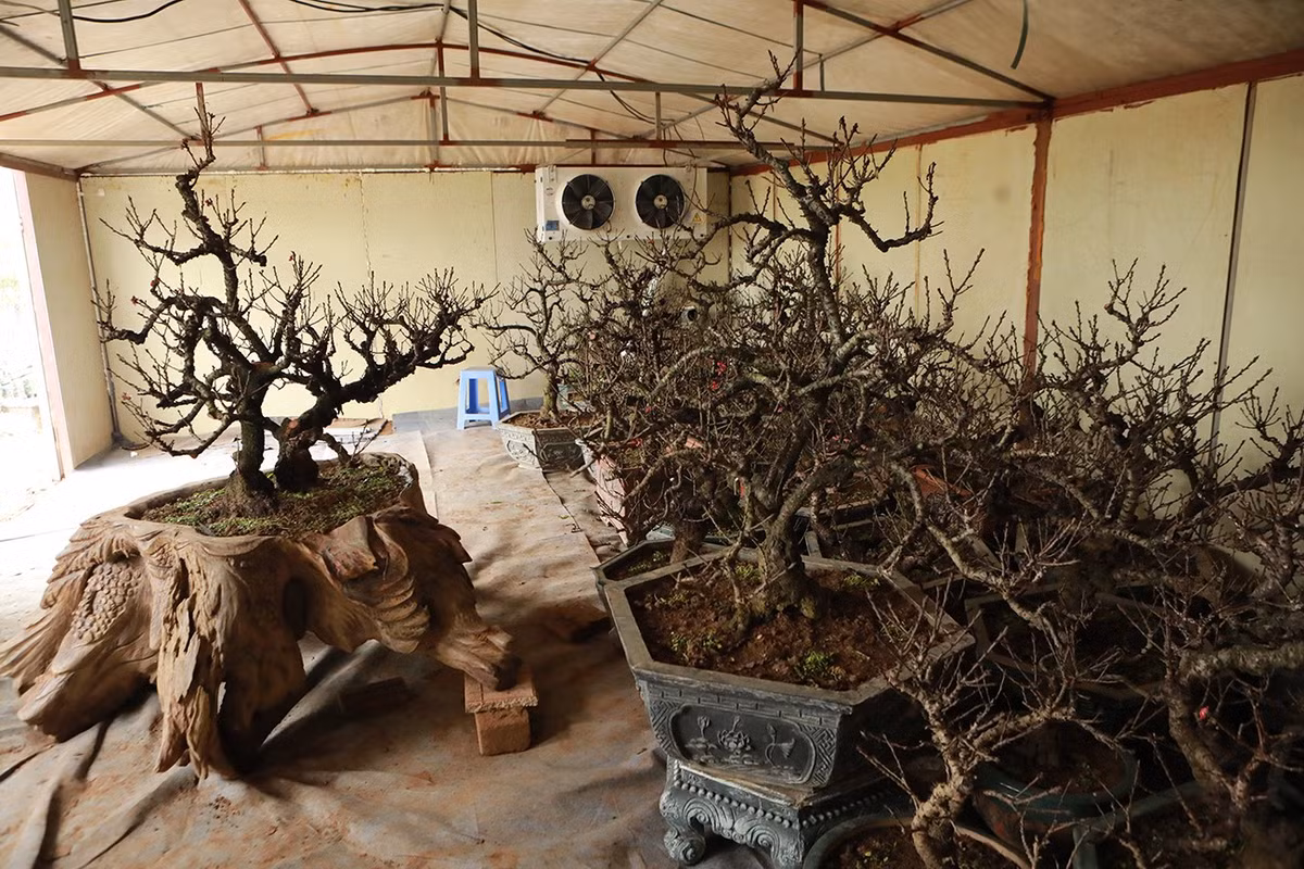 Phòng giữ nhiệt cho đào được dựng bằng tôn bạt, lắp điều hoà. Để đảm bảo cho đào ra hoa tự nhiên, hằng ngày, anh Vụ và công nhân phải theo dõi nhiệt độ một cách sát sao. Nắng thì tháo bỏ mái che, khi có gió mùa và sương muối thì lại đậy lại.