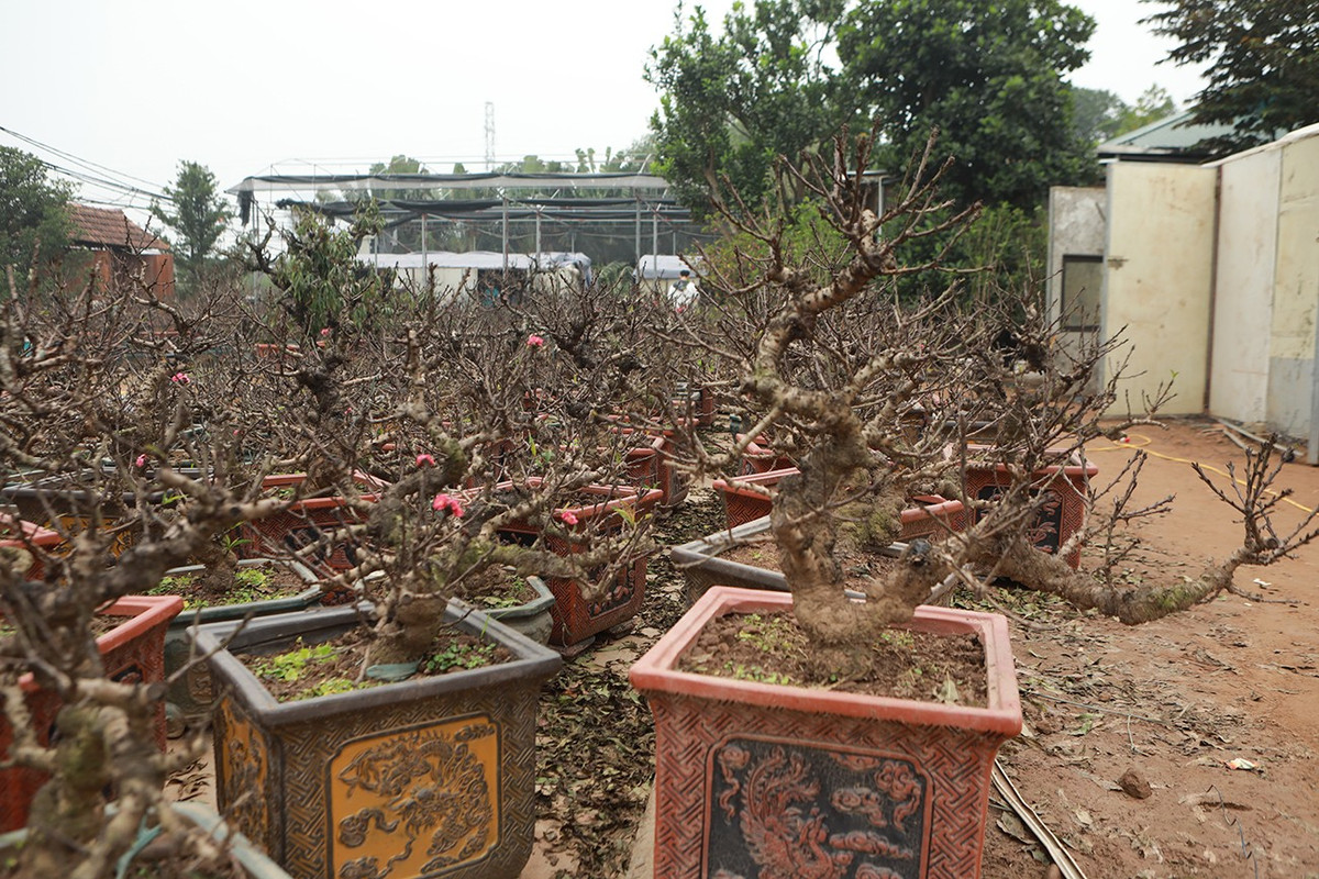 Mỗi cây đào thất thốn trước kia chỉ ra một vài bông hoa, nhưng nay số lượng hoa đã được chủ vườn đào tác động, mỗi cây có thể ra hàng chục bông.