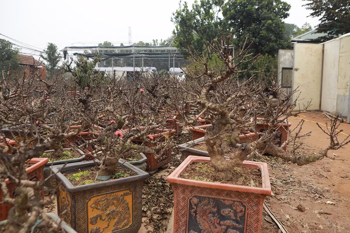 Mỗi cây đào thất thốn trước kia chỉ ra một vài bông hoa, nhưng nay số lượng hoa đã được chủ vườn đào tác động, mỗi cây có thể ra hàng chục bông.