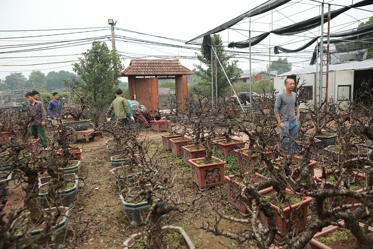 Hiện tại ở Nhật Tân có nhà vườn của anh Vụ và của ông Lê Hàm có thể kích thích, giúp đào thất thốn ra hoa đúng dịp Tết Nguyên đán. Tuy nhiên, cách chăm sóc cây của hai nhà vườn lại có điểm khác nhau.