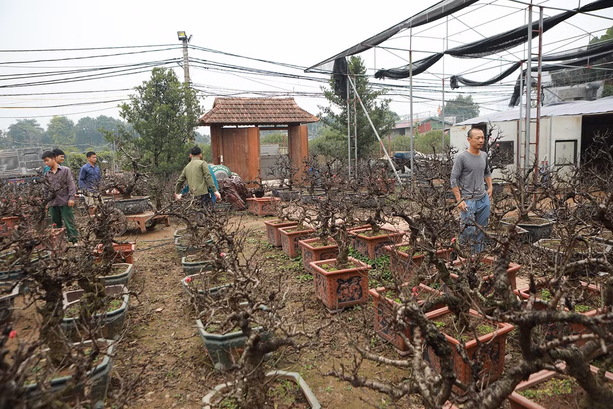 Hiện tại ở Nhật Tân có nhà vườn của anh Vụ và của ông Lê Hàm có thể kích thích, giúp đào thất thốn ra hoa đúng dịp Tết Nguyên đán. Tuy nhiên, cách chăm sóc cây của hai nhà vườn lại có điểm khác nhau.