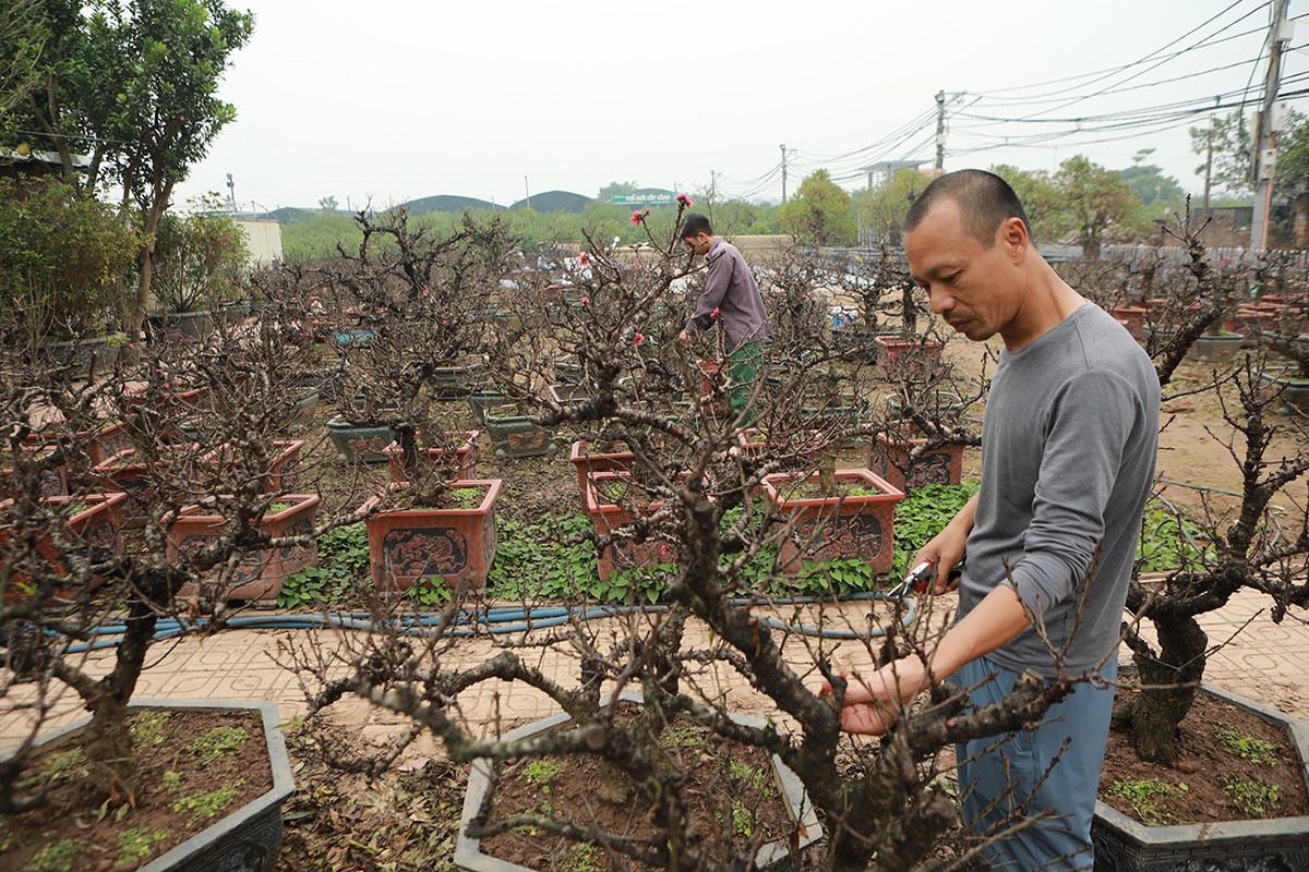 Để phục vụ Tết Nguyên đán 2024, những ngày này, anh Nguyễn Quang Vụ (làng hoa Nhật Tân, Tây Hồ, Hà Nội) đang tất bật chăm sóc cho hàng trăm cây đào thất thốn. Anh Vụ cho biết, nhà anh có khoảng 400 cây đào thất thốn, các gốc đào có tuổi đời ít nhất 5-7 năm, có cây gần 20 năm tuổi