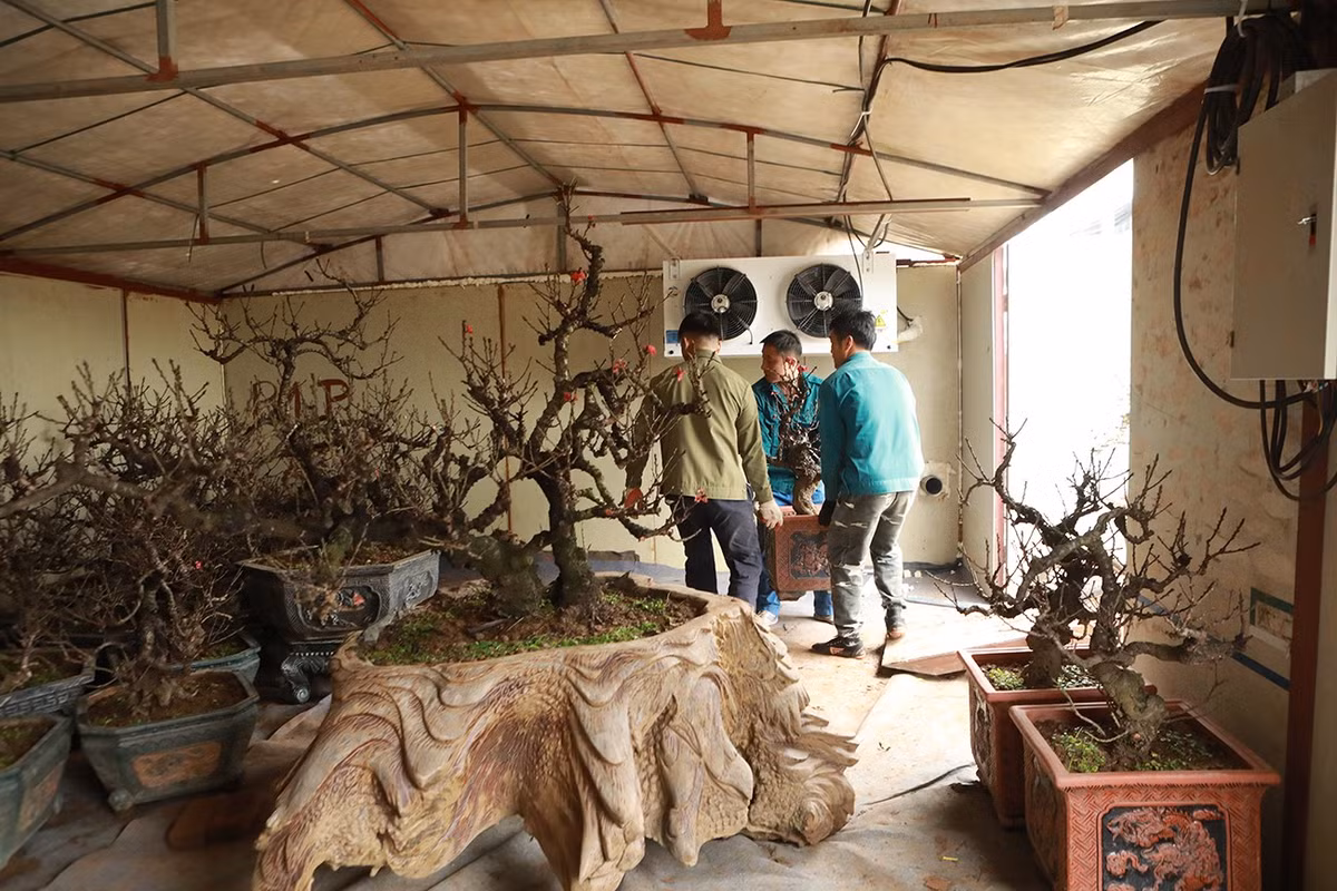 Theo anh Vụ, đào thất thốn là loại cây “khó tính” nên phải đặt cây trong phòng điều hòa khép kín để chăm sóc. Tùy vào thời tiết mà nhà vườn sẽ điều chỉnh nhiệt độ phòng sao cho phù hợp. Nếu không, đào có thể nở hoa không đúng dịp Tết Nguyên đán.