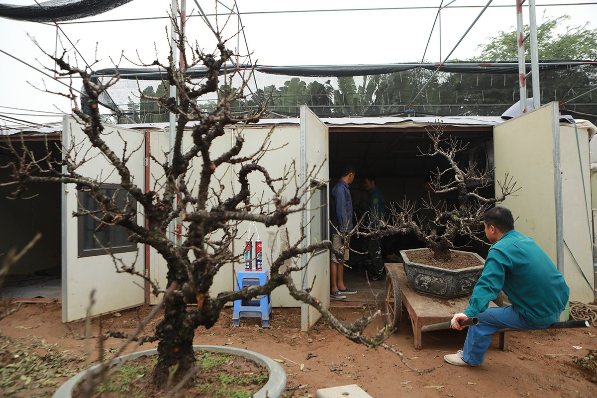 Ngoài tuổi cây, giá đào còn phụ thuộc từng dáng, thế cụ thể của cây. Những cây tuổi đời từ 5-7 năm có giá bán trung bình dao động từ 9 triệu đồng - 10 triệu đồng/cây. Nhưng cũng có cây giá lên tới 60 triệu đồng, thậm chí 180 triệu đồng hoặc cao hơn.