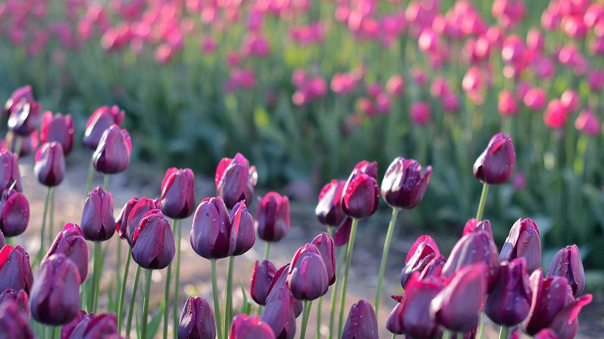 Cuoi thang 12, 3 con giap no luc het minh, bung no tai loc