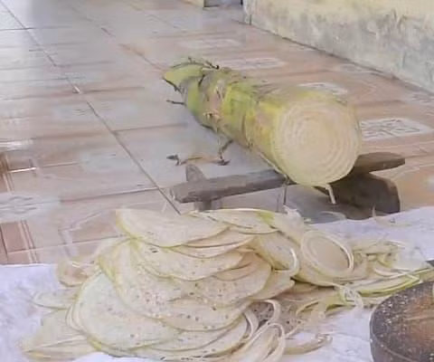 Loai cay duoc quoc gia dong dan nhat the gioi trung dip le Noel-Hinh-4