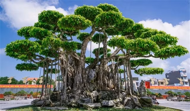 "Siêu cây cảnh" thế bonsai "độc nhất vô nhị" có giá khủng ảnh 1