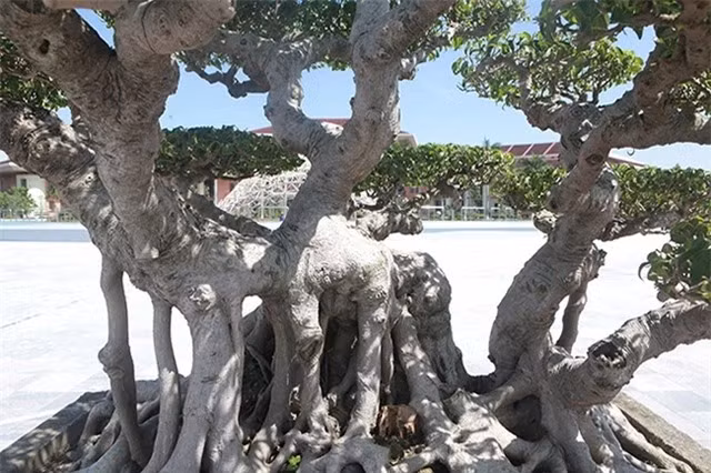 "Siêu cây cảnh" thế bonsai "độc nhất vô nhị" có giá khủng ảnh 2