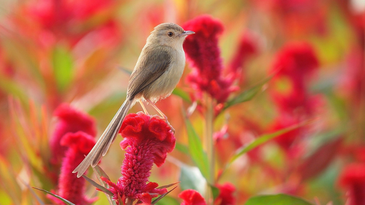 3 con giap Than Tai o ben, bien rui thanh may, nam ngay tien ty-Hinh-3