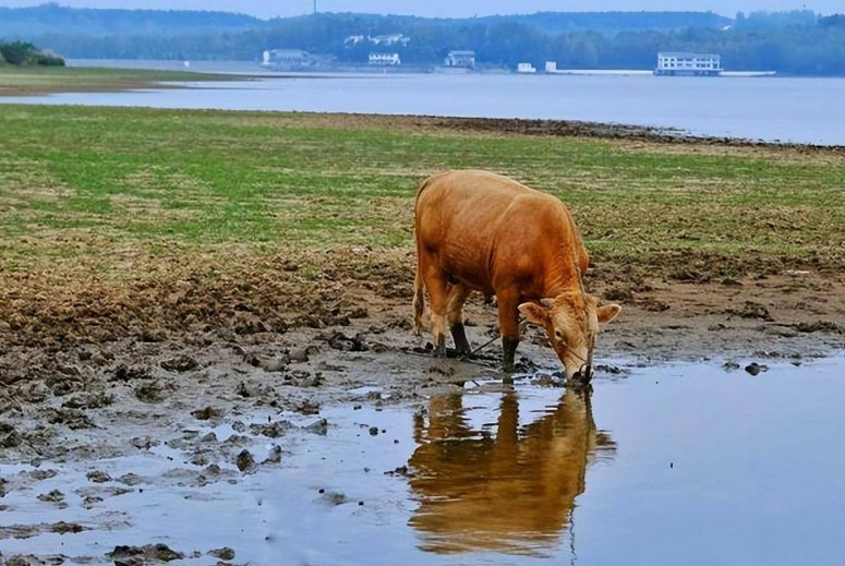 Tai sao dong vat co the uong nuoc truc tiep tu song, ho?-Hinh-2