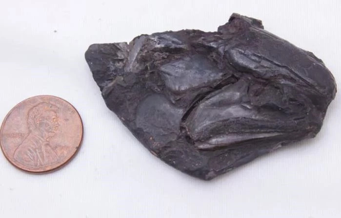 Phat hien bo nao cua dong vat co xuong song lau doi nhat the gioi