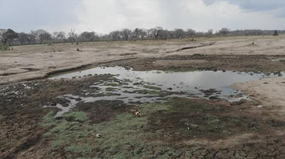 Hon 100 con voi tuyet vong tim nuoc uong, chet trong cong vien Zimbabwe-Hinh-2