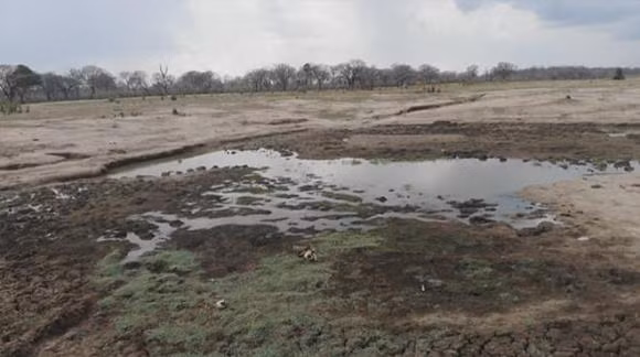 Hon 100 con voi tuyet vong tim nuoc uong, chet trong cong vien Zimbabwe-Hinh-2