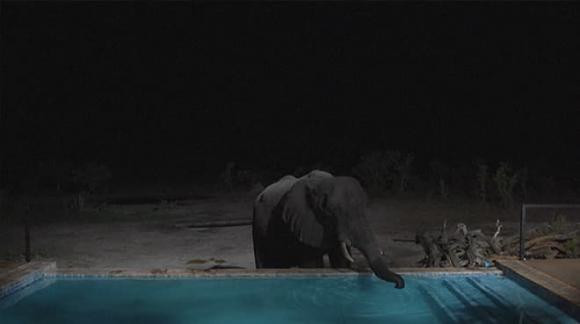 Hon 100 con voi tuyet vong tim nuoc uong, chet trong cong vien Zimbabwe-Hinh-5