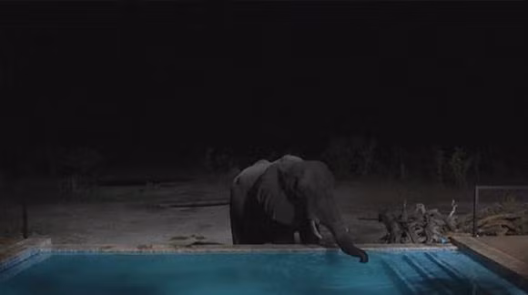 Hon 100 con voi tuyet vong tim nuoc uong, chet trong cong vien Zimbabwe-Hinh-5