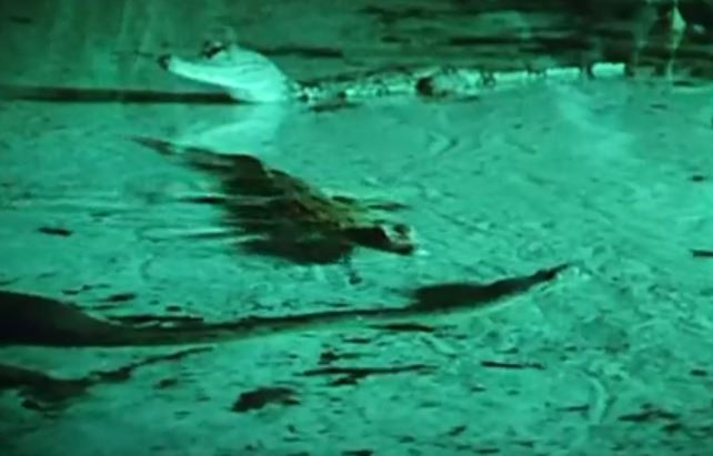 Dai chien kinh hoang giua tran gam va sat thu dam lay Nam My