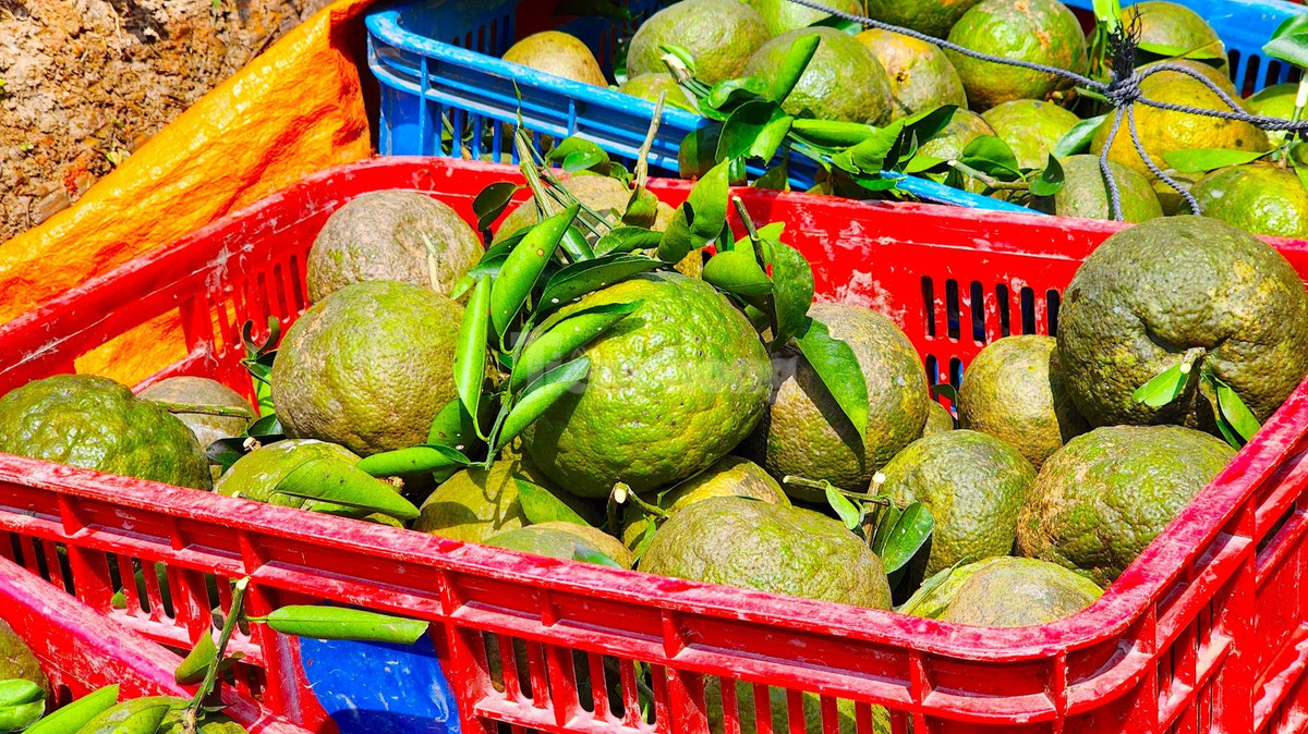 Theo anh Tú, thời điểm này thương lái không mua nhiều; do phần lớn, cam tại Trà Ôn cung cấp chủ yếu cho thị trường TPHCM, Hà Nội và các tỉnh phía Bắc. Tuy nhiên, do Tết vừa rồi Hà Nội lạnh quá nên cam không hút hàng, mà TPHCM thì cung vượt cầu. Vì vậy, cam tại vườn còn rất nhiều nhưng không có đầu ra. Một phần người dân cũng muốn neo lại để chờ tăng giá (Ảnh: Kim Hà).