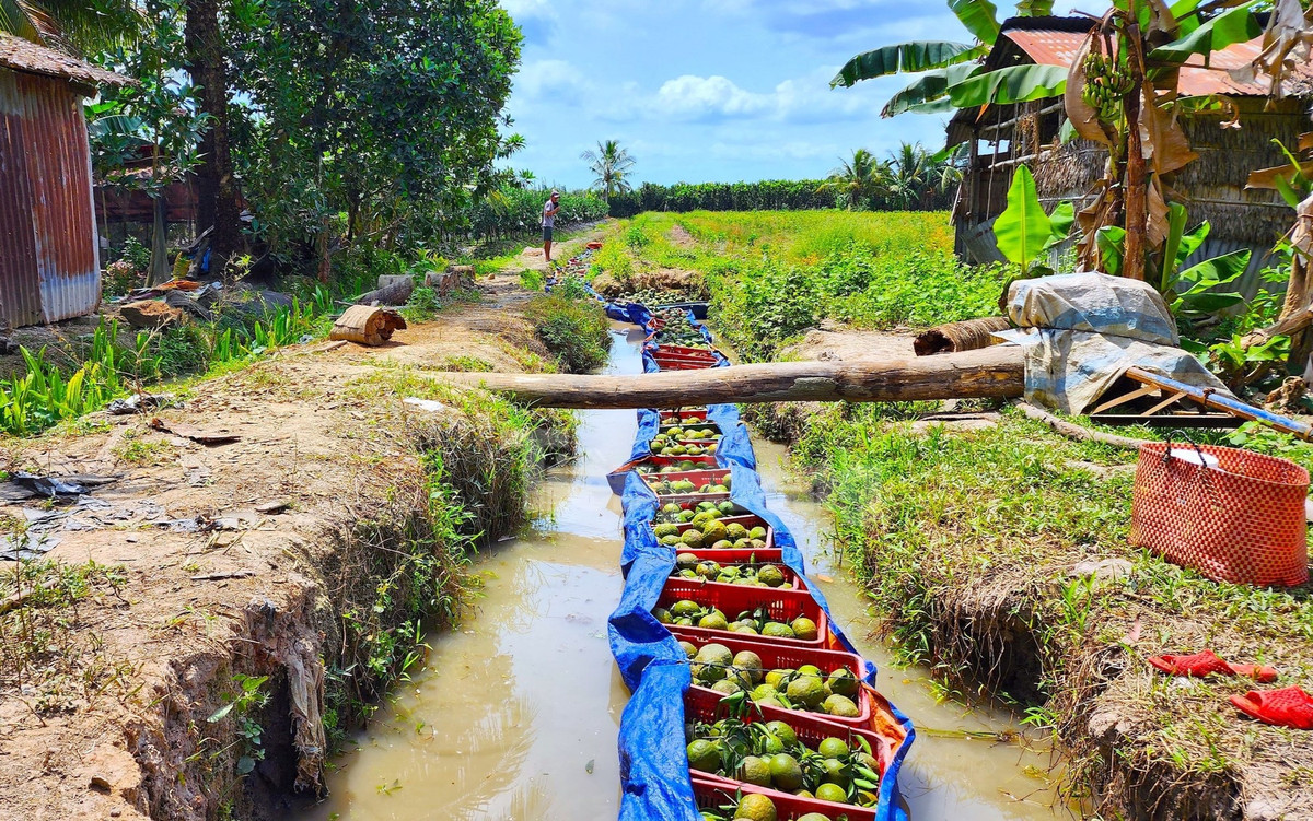 Tuy nhiên, nếu đến đợt cắt mà cứ neo thì cam sẽ chín quá, dẫn đến nhẹ ký, rụng nhiều. Mặt khác, cam chín thì thương lái ngại mua, vì vận chuyển dễ bị hỏng nên giá không cao, nông dân khó càng thêm khó (Ảnh: Kim Hà).
