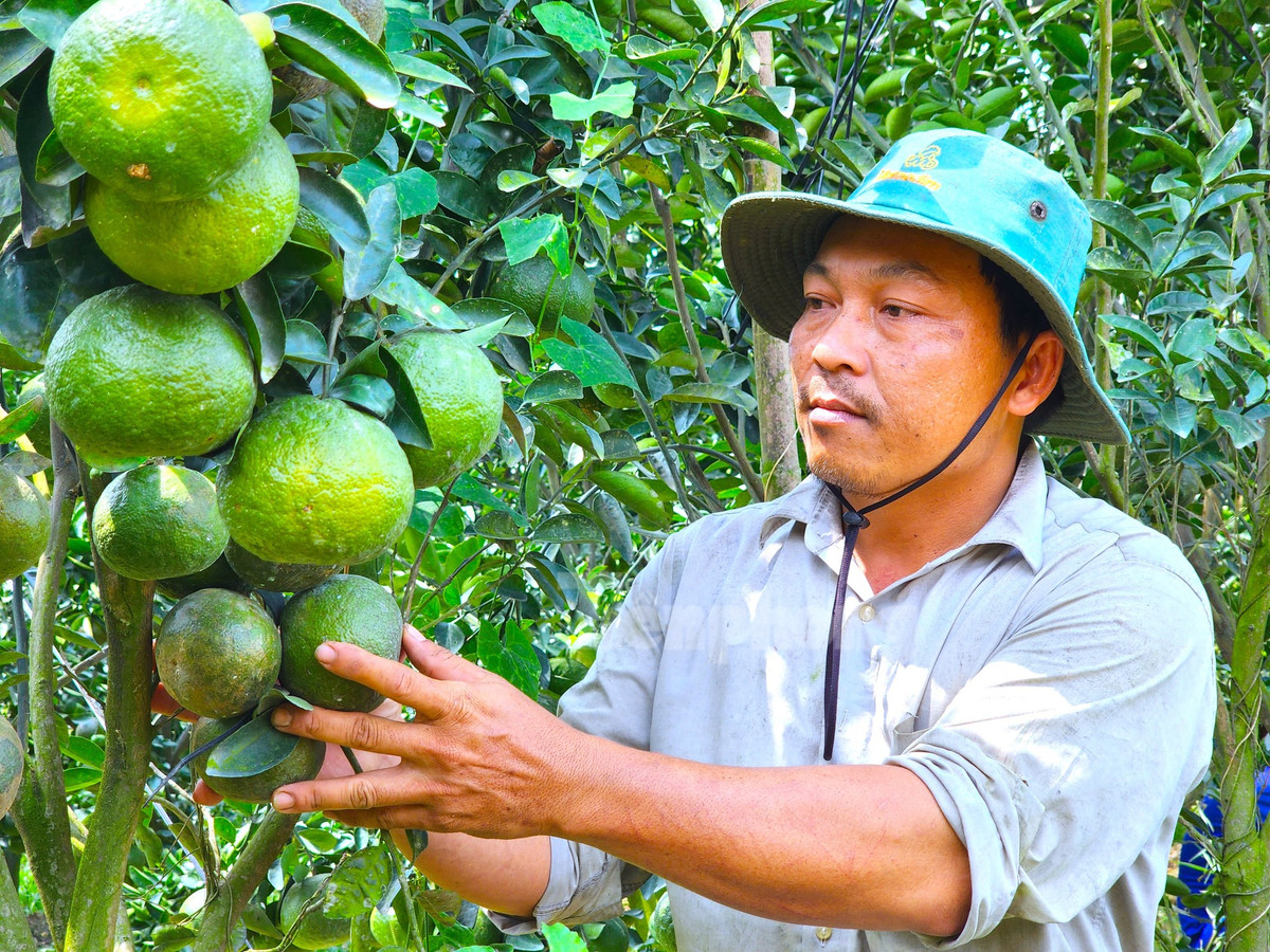 Anh Trần Văn Tuấn Tú (40 tuổi, ngụ ấp Tường Hưng, xã Thới Hoà, huyện Trà Ôn, tỉnh Vĩnh Long) có hơn 12 công vườn trồng cam nhưng trung bình mỗi ngày anh vườn của anh thu hoạch hơn 10 tấn cam nhưng hiện nay, mỗi ngày anh chỉ cắt khoảng 3 tấn để bán cho thương lái (Ảnh: Kim Hà).
