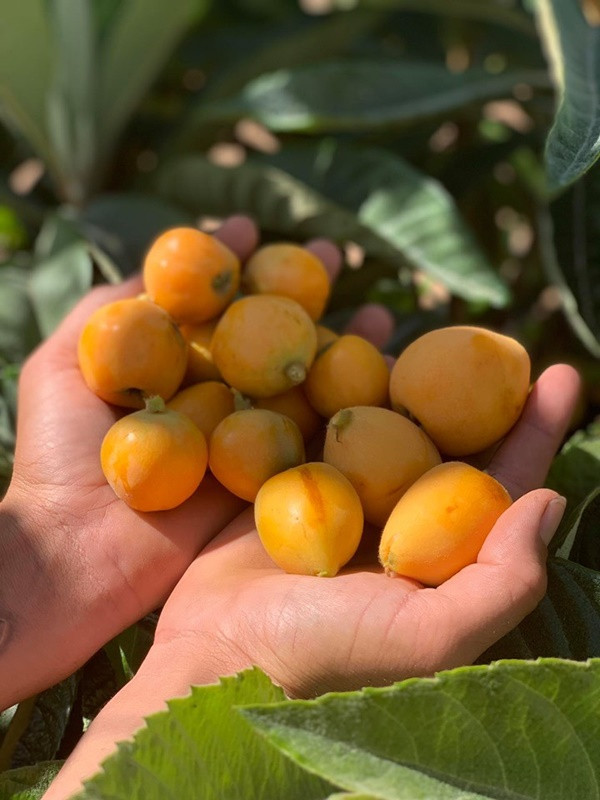 Khu vuon du loai rau qua sach cua cap doi bo pho ve que-Hinh-6