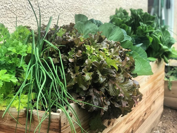 Khu vuon du loai rau qua sach cua cap doi bo pho ve que-Hinh-12