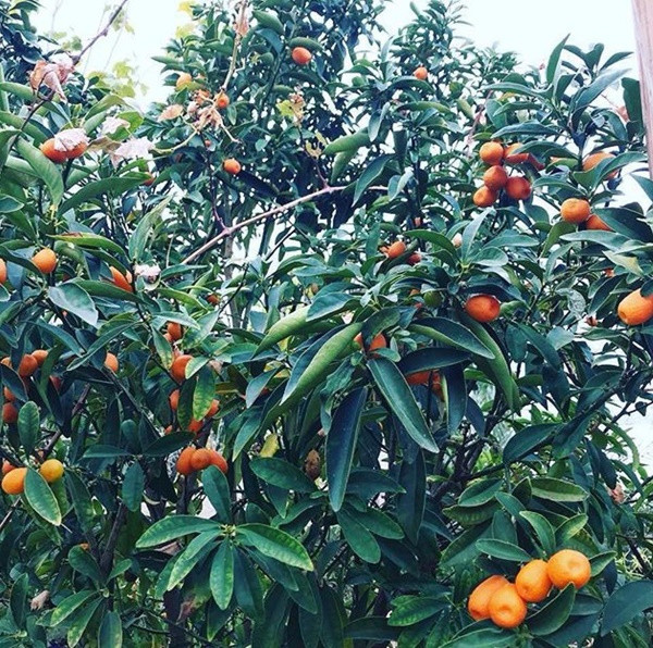 Khu vuon du loai rau qua sach cua cap doi bo pho ve que-Hinh-5