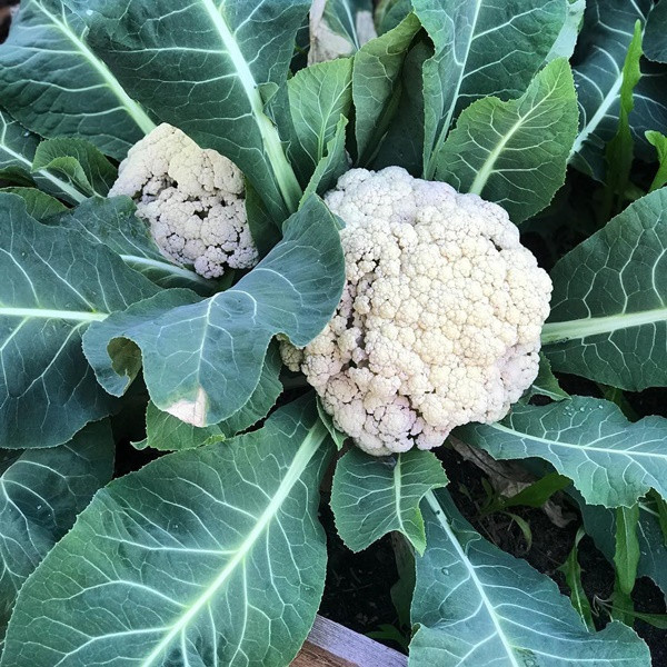 Khu vuon du loai rau qua sach cua cap doi bo pho ve que-Hinh-8