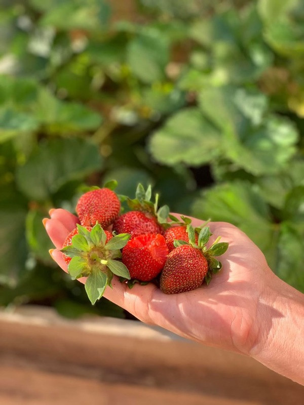 Khu vuon du loai rau qua sach cua cap doi bo pho ve que-Hinh-2