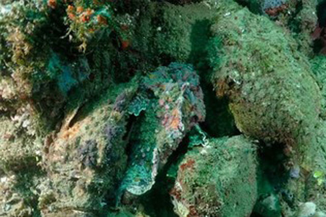 Cá mặt quỷ ẩn mình tài tình dưới đáy biển Ca mat quy an minh tai tinh duoi day bien