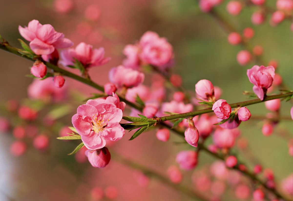 Nam Quy Mao, 3 con giap gap Tam tai nen can trong-Hinh-3