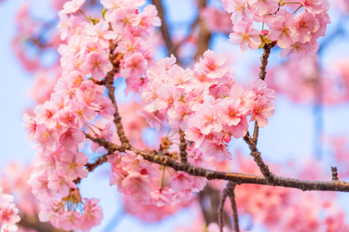 Năm Quý Mão, 3 con giáp gặp Tam tai nên cẩn trọng - Hình 2 Nam Quy Mao, 3 con giap gap Tam tai nen can trong-Hinh-2