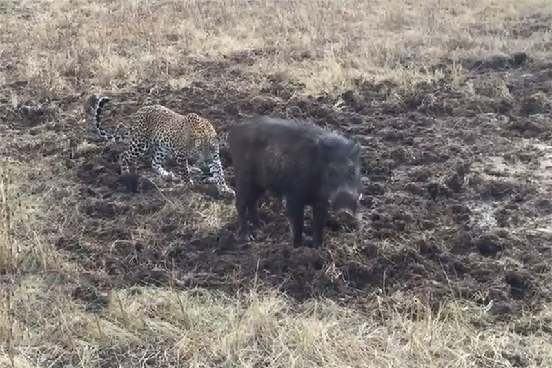 Clip: Báo bị lợn rừng đuổi chạy “trối chết” ảnh 1 Clip: Báo bị lợn rừng đuổi chạy “trối chết” ảnh 1