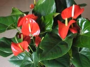 Trong nha dung thieu nhung loai cay xanh nay-Hinh-2