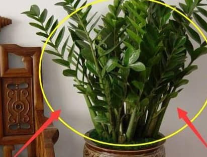 Trong nha dung thieu nhung loai cay xanh nay-Hinh-4