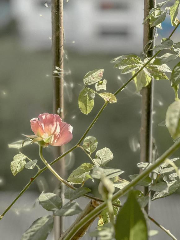 Khoang ban cong day hoa trong can ho cua Dan Le-Hinh-4