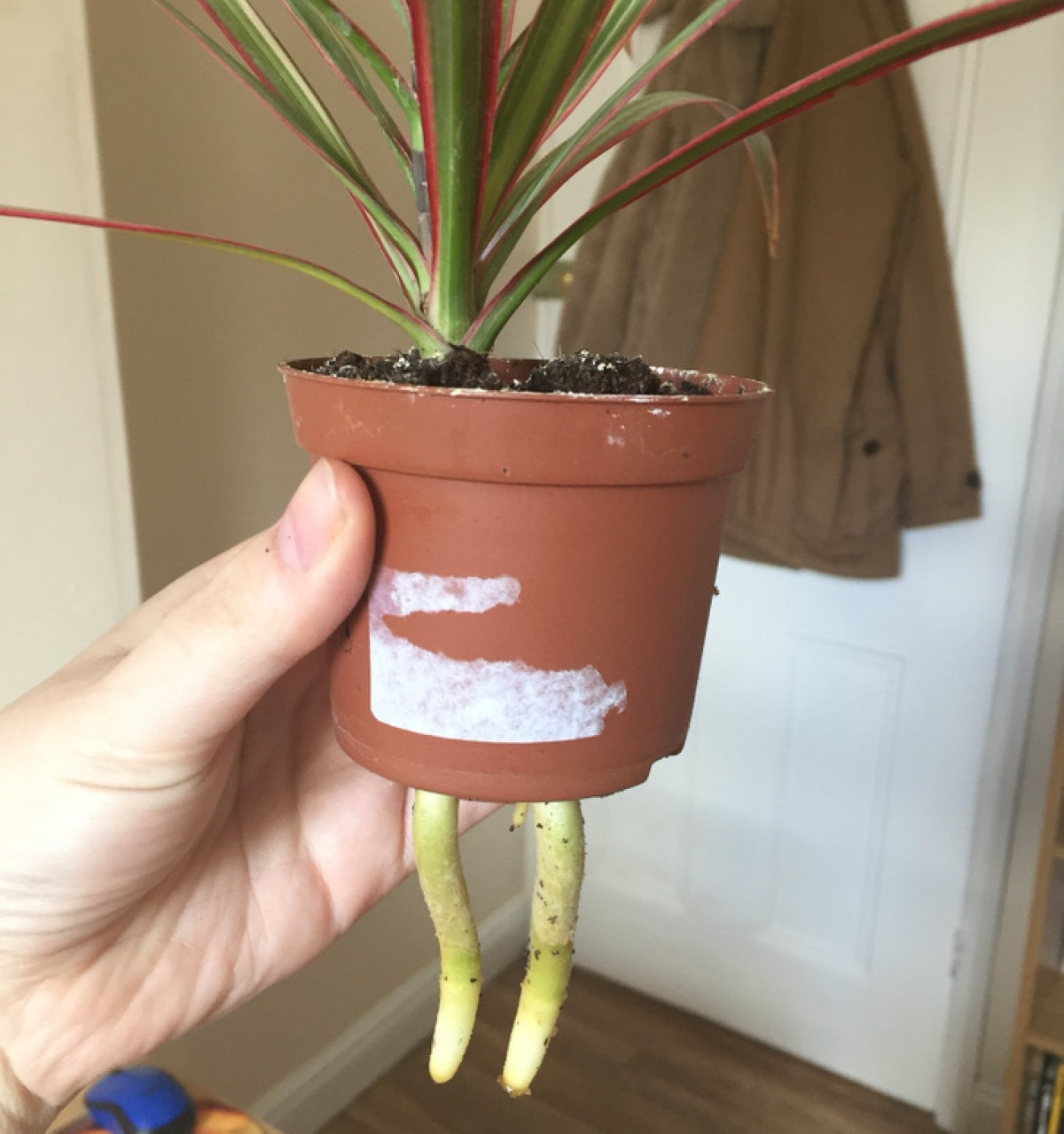 Một chậu cây "mọc" ra hai chân.