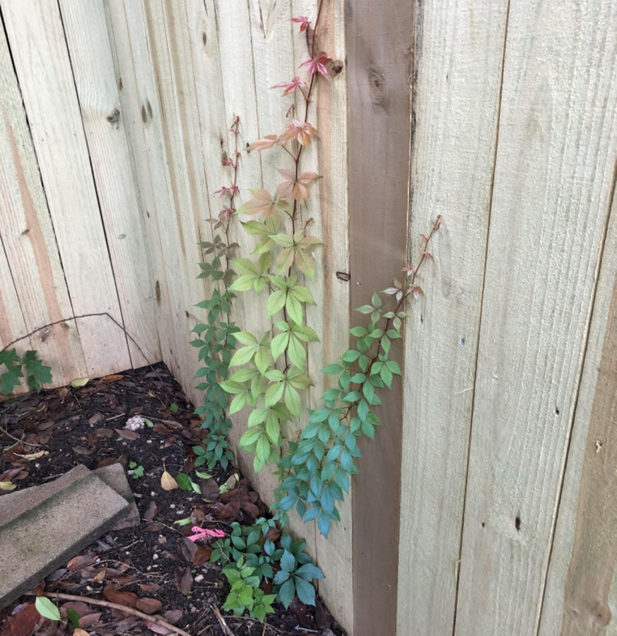 Sự chuyển đổi màu sắc kỳ diệu của tự nhiên.