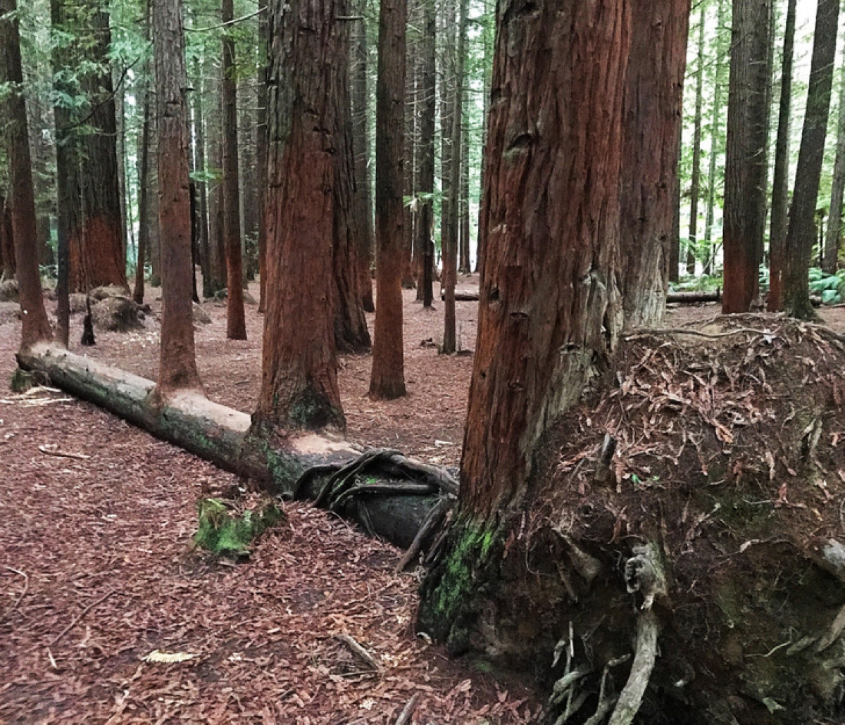 Cái cây này đã đổ xuống và có 4 cái cây khác mọc lên từ nó.