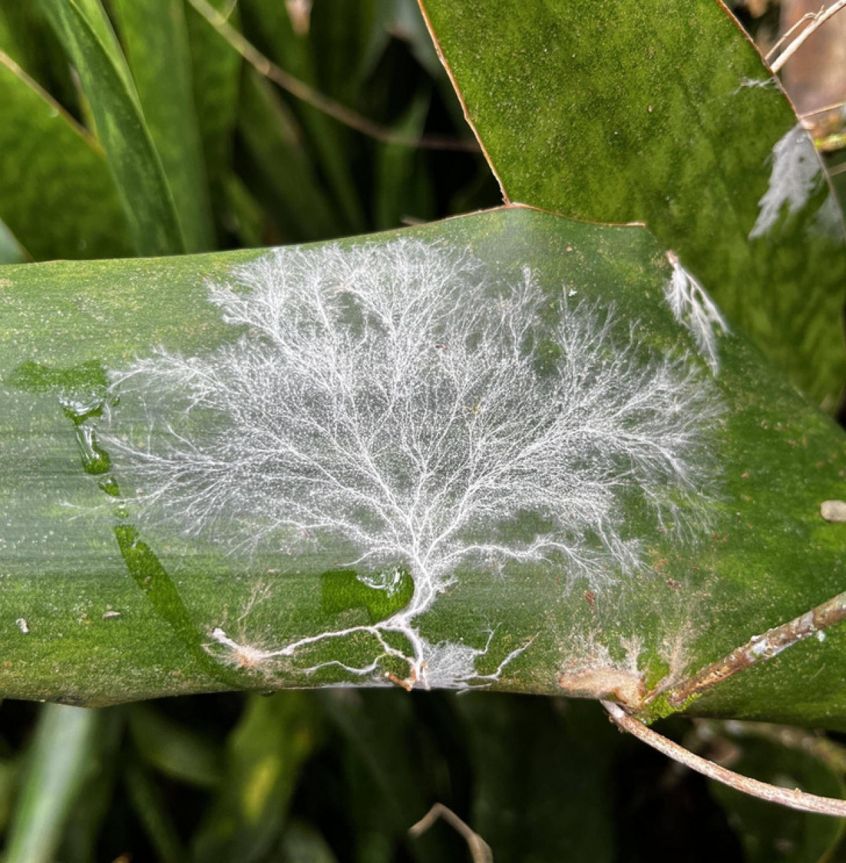 Nấm phát triển trên lá cây với hình dạng không khác gì một cây cổ thụ.