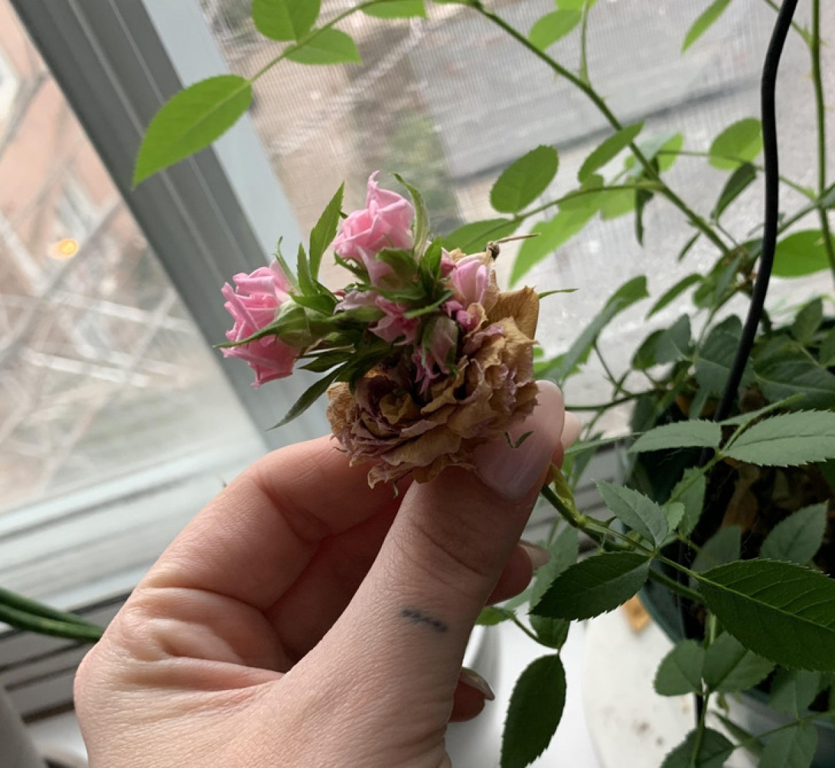 Hai bông hoa hồng kỳ lạ mọc lên từ một bông hoa hồng đang héo úa khác.