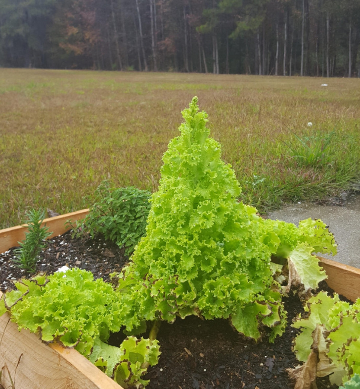 Cây rau xà lách này trông giống như một cây thông Giáng sinh mini.