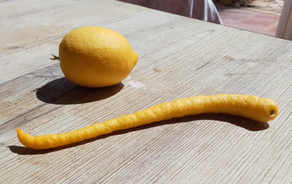 Một quả chanh với hình dạng kỳ lạ.