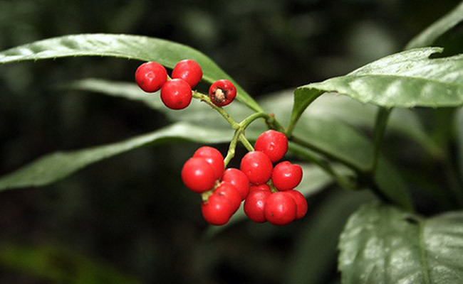 Dung 4 loai thuc pham nay, than cam on ban ca doi-Hinh-3