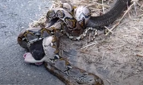 Ho mang chua tu chien voi tran ben ve duong, ket qua kho tin