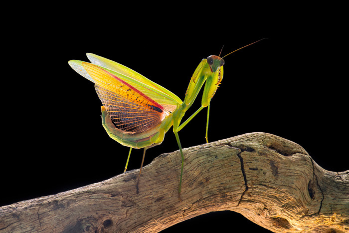 Them yeu va tran quy su song qua nhung tam anh macro-Hinh-3