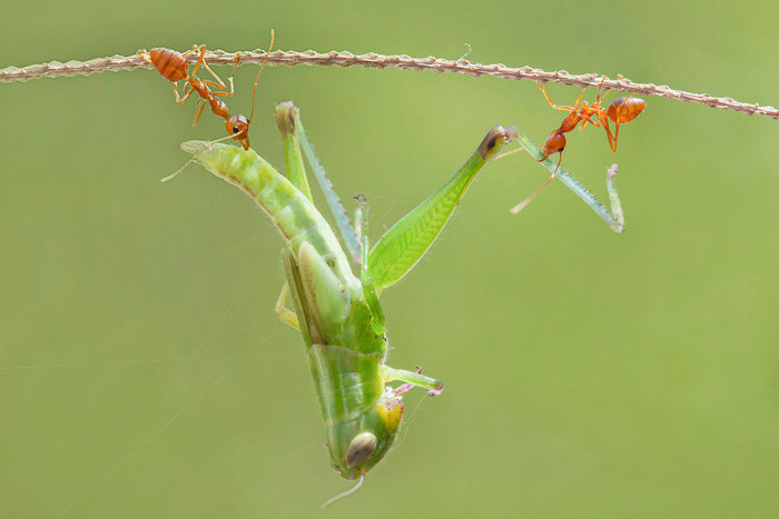 Them yeu va tran quy su song qua nhung tam anh macro-Hinh-7